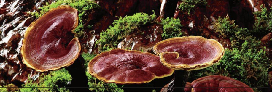 Ganoderma Plus